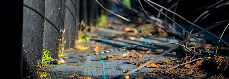 Nurserymen for three generations